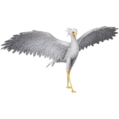 �����ިð�̨�ޭ� No.923 UDF FLOW Secretary bird 