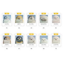 SEALOOK �ï�� (50mm) / 01 BOX 